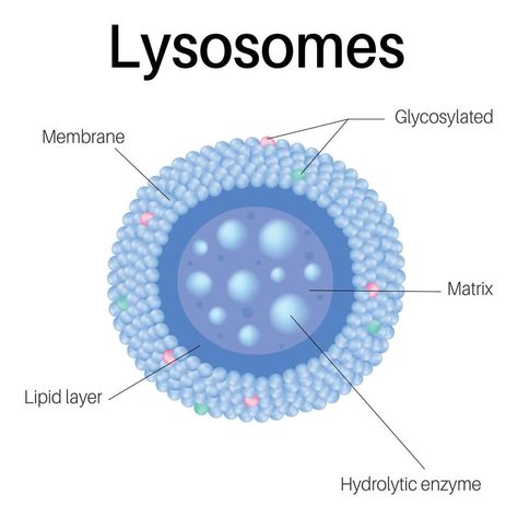 Lysosomes are membrane-enclosed organelles. Lysosomes in cell. Lysosomes Structure, Cell Biology Notes, Plant Cell Model, Biochemistry Notes, General Biology, Plant And Animal Cells, Cell Organelles, Biology Worksheet, Medicine Notes