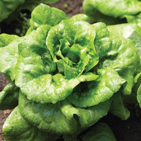 Lettuce Buttercrunch Bibb - Sugar Creek Gardens Buttercrunch Lettuce, Psychoactive Plants, Plant Library, Types Of Lettuce, Lettuce Seeds, Plant Spacing, Grass Seed, Seed Packets, Leafy Greens