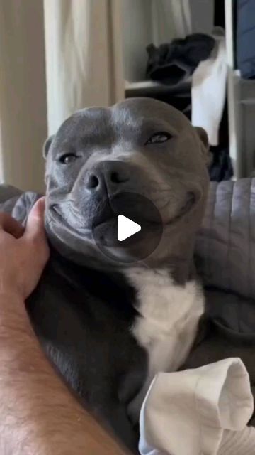 Staffordshire Bull Terrie on Instagram: "😝Introducing the Staffy dog, an amazong dog 🐶💛

🎥 Source by: TT/IG @animalsdiscovery1

( All credits are reserved for their respective owners 💼 )

🔸🔸

🤜 👫⤵ Double tap & tag your friend Below! 💖 💗 😍😍😍😍

🛎 Turn Post Notification On
*
But Don't forget to follow our page!!

✔To order or see more shirts, visit the Link in my Bio.

Thank you ! 💛

👩‍🏭
👩‍🏭
#bluestaffordshirebullterrier #staffordshirebullterrier_feature #staffypup #stafford #staffylover #staffordshirebullterriernorge #staffordterrier #englishstaffordshirebullterrier #bluestaffy #amstaff #staffordshire #staffyworld #staffyoftheday #staffordshirebullterrierpuppies #staffygram #staffordshirebullterrierworld #staffysmile #staffordshirebullterrierofinstagram" English Staffy Puppies, Amstaff American Staffordshire Terrier, Staffordshire Bull Terrier Puppy, Staffy Puppies, Amstaff Dog, Stafford Terrier, American Staffordshire Terrier Puppies, English Staffordshire Bull Terrier, Staffordshire Bull Terrier Puppies