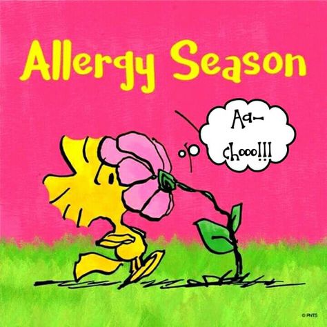 That’s me! ‘Tis the season to sniffle & sneeze Woodstock Snoopy, Allergy Season, Woodstock Peanuts, Snoopy Comics, Snoopy Funny, Snoopy Images, Peanuts Cartoon, Snoopy Quotes, Easter Images