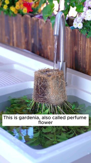 Gardenia Plant, Indoor Water Garden, Small Vegetable Gardens, Potted Plants Outdoor, Garden Hacks, Plant Growing, Apartment Tour, Home Gardening, Pallets Garden