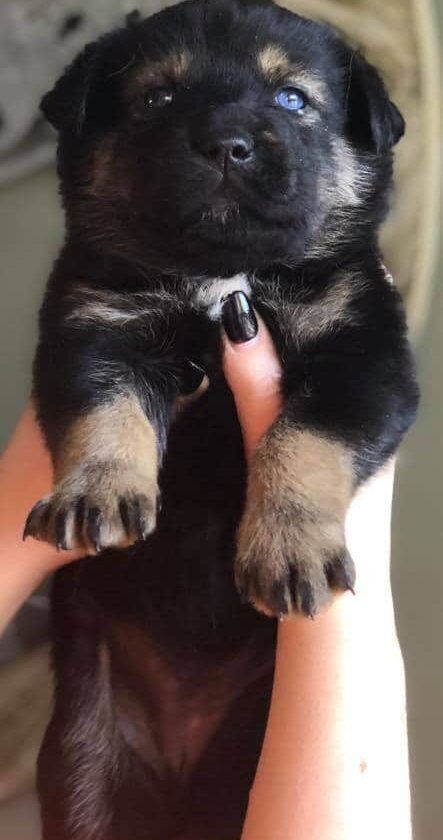 Rottweiler Husky Mix – Rottsky Amazing Puppies for you Rottweiler Husky Mix Puppies, Rottweiler Husky Mix, Black Labrador Dog, Labrador Mix, Rottweiler Mix, Labrador Husky, Husky Mix, Labrador Dog, Black Labrador