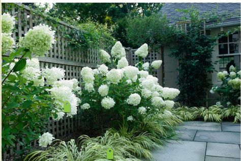 All white shade garden: Limelight Hydrangea zones 3-8, Golden Japanese forest grass (Hakonechloa macra 'Aureola') z. 4-9.  Full sun/partial shade, water regularly in dry months. Hydrangea Paniculata Limelight, Pruning Hydrangeas, Hydrangea Landscaping, Japanese Forest, Limelight Hydrangea, Panicle Hydrangea, Hydrangea Garden, Hydrangea Paniculata, Desain Lanskap