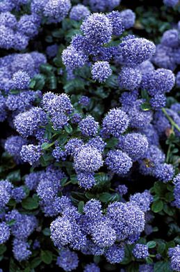 Ceanothus thyrsiflorus – Ceanothus Yankee Point, Ceanothus Thyrsiflorus Repens, Ceanothus Puget Blue, Ceanothus Silk Moth, Cistus X Pulverulentus 'sunset', Lilac Plant, California Lilac, Santa Cruz Mountains, Italian Landscape