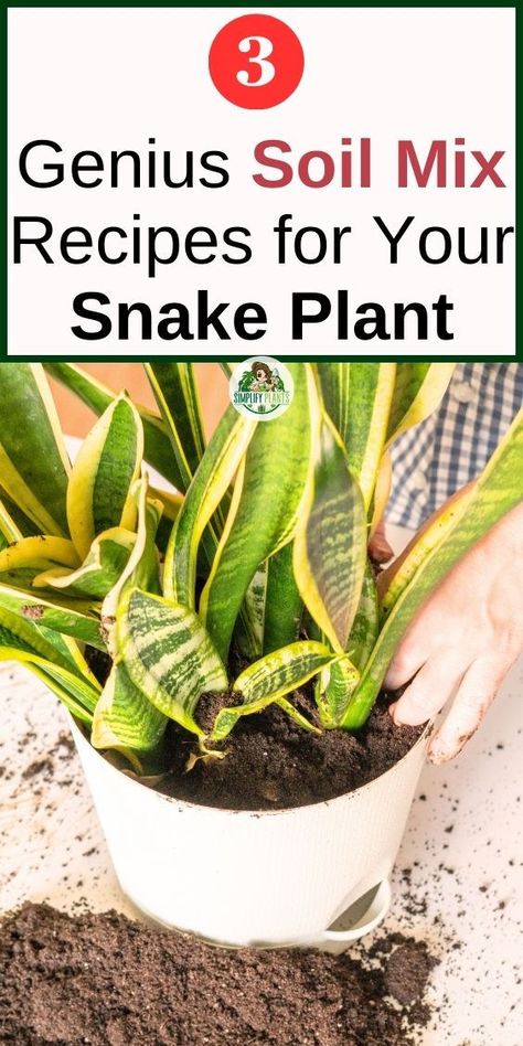 "Good soil for snake plants, best soil mix for snake plants, ideal soil for 
snake plants, snake plant soil requirements, well-draining soil for snake 
plants, soil mix for healthy snake plants. Additionally, some LSI keywords 
could include optimal soil conditions for snake plants, suitable soil types 
for snake plants, and recommended soil composition for snake plants." Snake Plant Soil, Snake Plant Indoor, Popular House Plants, Snake Plant Care, Dracaena Plant, Houseplant Care, Snake Plants, Hosta Plants, Plant Indoor