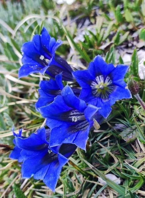 Genziana Alpina Alpine Mountains, Stella Alpina, Blue Garden, Nature Art, Pasta, Flowers, Blue, Art