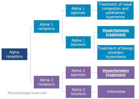 alpha blockers and agonists Alpha Blockers Pharmacology, Alpha Receptors, Cardiac Meds, Veterinary Pharmacology, Anatomy Terms, Pharmacology Nursing Study, Physician Assistant School, Adrenergic Receptors, Np School