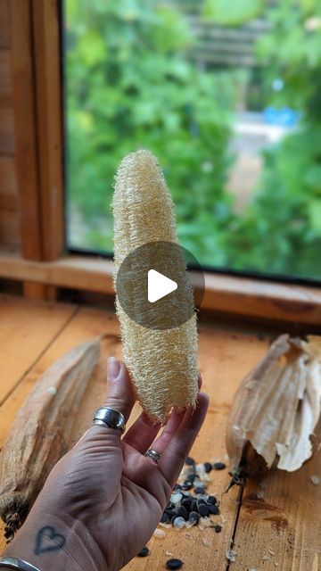 Amy - Growing the good life and chicken keeping on Instagram: "My ultimate guide to growing your own Luffa sponge! . For the past 5 years I've been growing my own Luffa (or Loofah) sponges! Yes, I'll say it again... They don't come from the sea! 😱 I'm in the UK and grow mine in my greenhouse (they like the warmth) The question I get asked the most is where to get seeds... I save my own now but originally I got mine from @chilternseeds and I've spotted @shegrowsveg also sells them 🌱 I snip my seeds and germinate them in damp kitchen roll to get them going. Keep an eye on them as they can start to shoot within 48hrs!!! Then I'll pot them up and keep them indoors until the temps increase in late March, then they'll make there way out to my greenhouse to grow on and produce amazing Luffas! Luffa Plant, Luffa Sponge, Chicken Keeping, Loofah Sponge, Diy Trellis, Kitchen Roll, The Good Life, Grow Your Own, Good Life