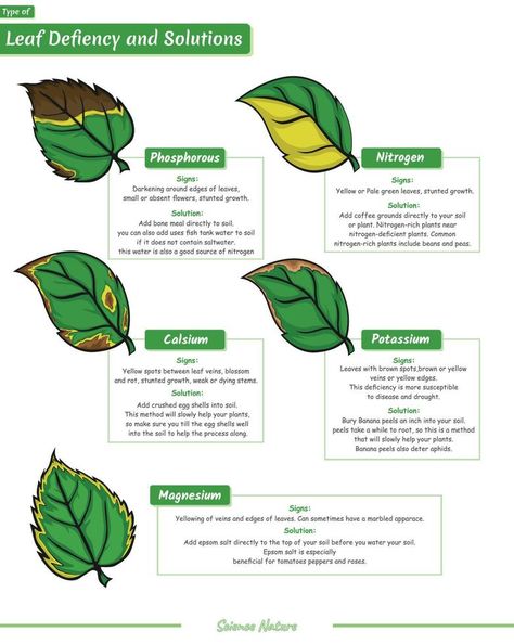 Type deficiencies of leaf illustration Plant Deficiencies, Leaf Health, Leaves Meaning, Ayurvedic Plants, Bonsai Tree Care, Gardening Projects, Leaves Illustration, Leaf Illustration, Science Notes