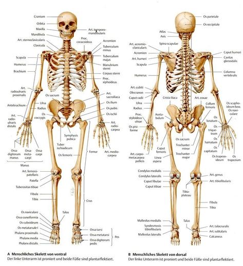 Gcse Resources, Human Anatomy Chart, Skeletal System Anatomy, Human Skeletal System, Human Skeleton Anatomy, Human Muscle Anatomy, Body Bones, Anatomy Bones, Medical School Life