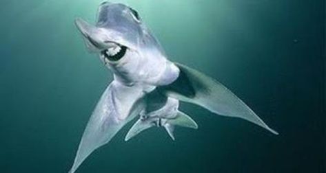 Ghost Shark, Cool Sharks, Sharks Funny, Water Creatures, Deep Sea Creatures, Underwater Creatures, Underwater Life, Water World, Water Life