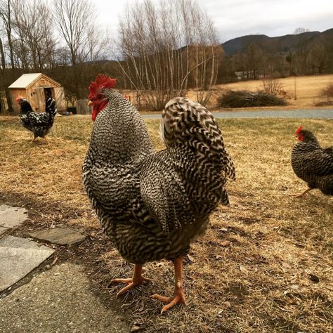 Barred Rock Rooster, Barred Rock Chickens, Heritage Chicken Breeds, Barred Rock, Best Egg Laying Chickens, Raising Goats, Raising Backyard Chickens, Backyard Flocks, Chicken Breeds