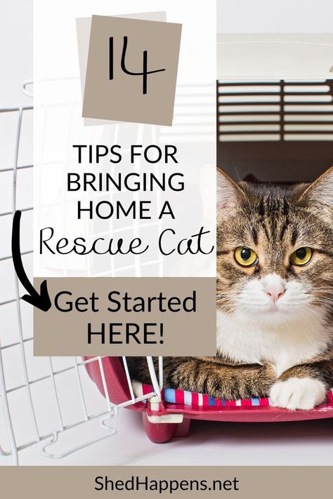 cat laying in a cat carrier | 14 tips for bringing home a rescue cat How To Introduce Cats, Adopting A Cat, Set Yourself Up For Success, Cat Shedding, Cat Stories, Cat Home, New Cat, Cat Carrier, Red Flags