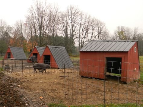 pig hut | WHAT'S IN A HUT No Climb Horse Fence, Pig Hut, Large Black Pig, Black Pigs, Pig Shelter, Livestock Shelter, Goat Shelter, Raising Pigs, Tiny Farm