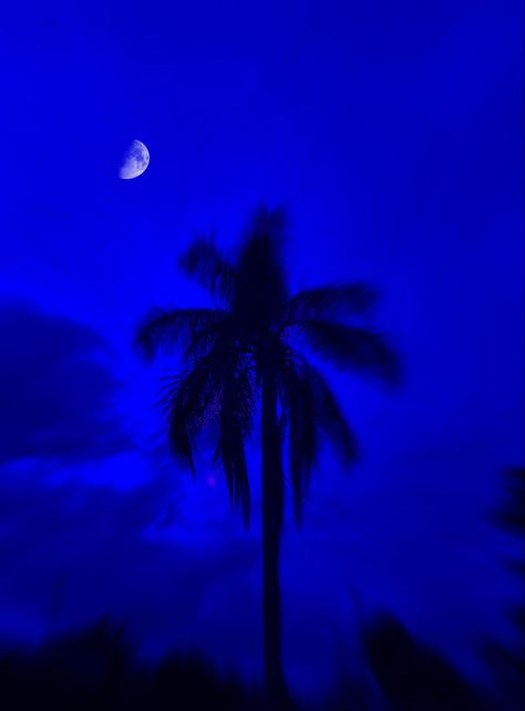 Blurry Blue synth wave palm tree under the Moonlight Aesthetic Blue Pfp, Synth Wave, Blue Palm Trees, Blue Palm Tree, Under Moonlight, Black And Blue Wallpaper, Dark Beach, Palm Trees Wallpaper, Ocean At Night