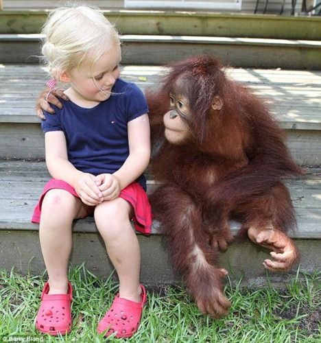 TwoCuteFriendsMeetingAfterTwoYears Funny Vine, Baby Orangutan, Monkey Girl, Girl Friendship, Pet Monkey, Animals Friendship, Best Friends Funny, Monkeys Funny, Baby Monkey