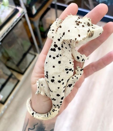 Dalmation Crested Gecko, Dalmatian Crested Gecko, White Gecko, Chahoua Geckos, Crested Gecko Aesthetic, Crusted Geckos, Crested Geckos, Pet Reptiles, Leachie Gecko