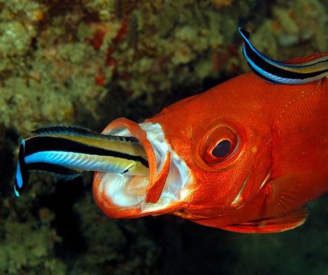 These fish will occupy small crevasses in a coral reef, sometimes along with one or two other cleaner wrasses where they will swim in strange patterns to attract larger fish to their “cleaning station.” Once a fish has been drawn in the cleaner wrasse goes to work “cleaning,” which for the wrasse is mealtime—they feed on parasitic copepods and other small invertebrates that live in and around the larger fish’s mouth and gills. Cleaning Station, Re A, Coral Reef, Meal Time, Fish, Pattern