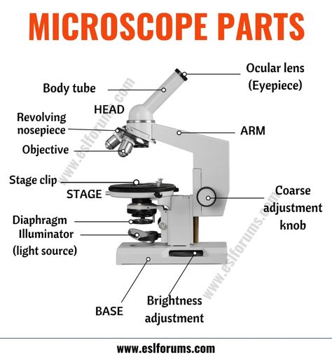 Parts of a Microscope: Useful List of Microscope Parts with ESL Picture! - ESL Forums Parts Of A Microscope, Microscope Pictures, Microscope Parts, Nurse Study, Body Tube, Computer Lessons, Nurse Study Notes, Visual Dictionary, Microscopic Images