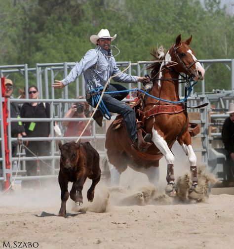 Calf roping is a skill that all cowboy knew. Description from pinterest.com. I searched for this on bing.com/images Rodeo Photos, Roping Horses, Rodeo Pictures, Tuf Cooper, Roping Horse, Team Roper, Western Horses, Calf Roping, Bronc Riding