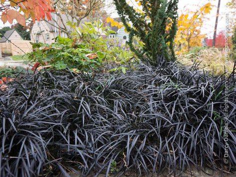 Ophiopogon planiscapus 'Nigrescens' Raised Garden Bed Pallet, Black Mondo, Black Plants, Black Mondo Grass, Black Grass, Edging Plants, Ghost Plant, Black Beard, Lawn Alternatives