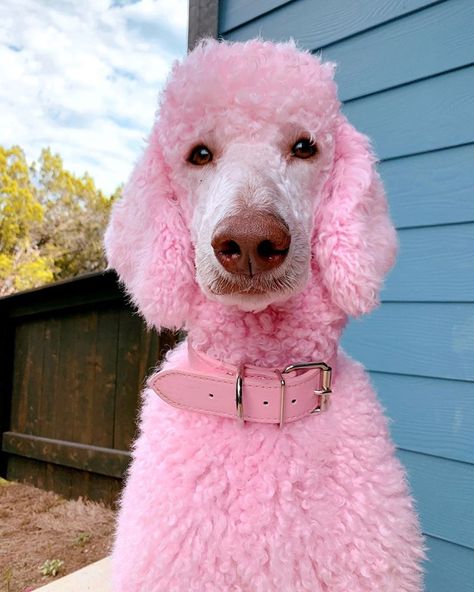 Sno, the standard poodle had a bath with the OPAWZ Funky Color shampoo pink. After 15 minutes she had this amazing pastel tone result!😍 The safe and gentle formula can be used directly to pets with white hair and very light color hair. Standard Labradoodle, Poodle Sweater, Puppies Poodle, Poodle Standard, Small Poodle, Poodle Hair, Mini Poodle, Poodle Toy, Maltese Poodle