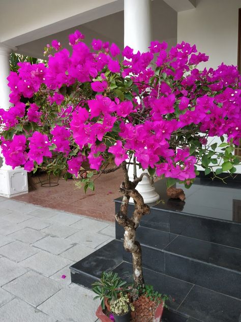 Varsha Creation, Bougainvillea Bonsai, Bougainvillea Tree, Driveway Entrance Landscaping, Jade Bonsai, Lucky Plant, Bonsai Art, Patio Plants, Jade Plants