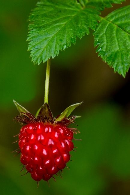 Salmon berry, also comes in an orange gold. Salmon Berry, Spring Red, Nature's Bounty, Beautiful Fruits, Exotic Fruit, Green Copper, Fruit Art, Tutti Frutti, Fruit And Veg