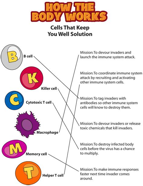 htbw immune solutions gif Immune Response Flow Chart, T Cells Immune System, Immune System Notes, Study Anatomy And Physiology, Immune System Nursing, Immunity Nursing, How To Study Anatomy, Microbiology Study, Study Anatomy