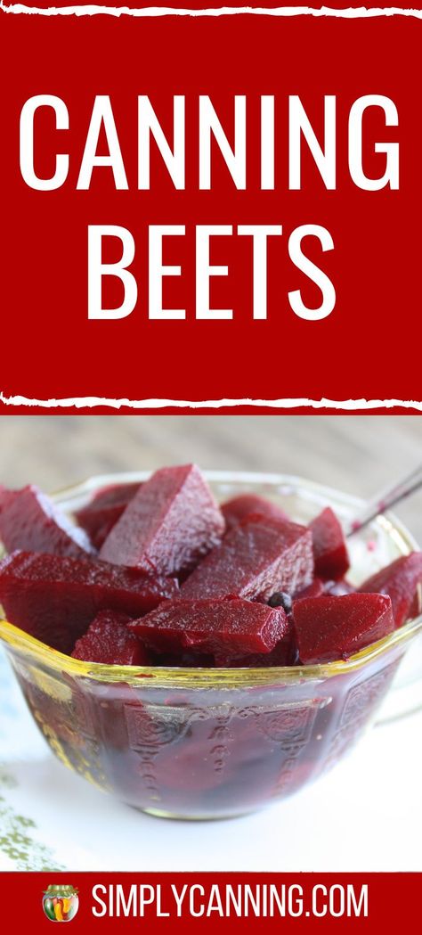 Canned beets - The process is fairly simple, but may take a little longer than other vegetables you’re used to canning. Step by Step guide, with tips and tricks included at #SimplyCanning #CanningBeets #Beets Canning Pickled Beets, Harvard Beets, Canned Beets, Canned Pickled Beets, Canning For Beginners, Canning Beets, Pickled Beets Recipe, Beets Recipe, Easy Canning