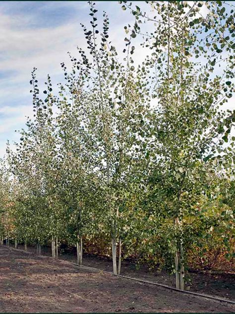 Quaking Aspen Tree, Quaking Aspen, Aspen Tree, Tree Nursery, Aspen Trees, Golden Leaves, Indoor Garden Ideas, House Landscape, Birch Tree