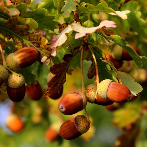 Tree Medicine, Hawthorn Tree, Sacred Tree, Protein Rich Foods, Oak Trees, Wedding Ceremonies, The Grove, Autumn Aesthetic, Oak Tree