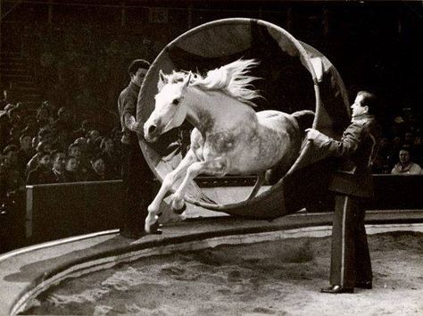 Liberty horse, Bertram Mills' Circus, Olympia, London, 1960-61 season. Fort Worth Rodeo, Liberty Horse, Scroll Stoppers, Circus Room, Victorian Circus, Fort Worth Stock Show, Circus Freaks, Circus Horse, Garry Winogrand