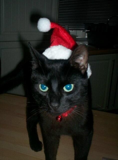 Black Cats Christmas, Cat Costume Ideas, Christmas Cat Pfp, Cat Christmas Hat, Christmas Cars, Christmas Black Cat, Cute Christmas Cat, Black Cat Christmas, Silly Kitties