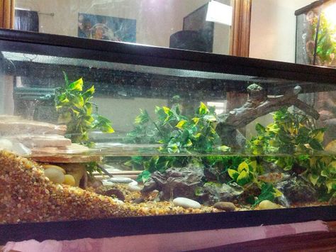 Fire belly newt with goldfish terrarium ( tank). The filter runs over the rock part into the water Newt Tank Setup, Fire Belly Newt Tank, Fire Belly Newt, Goldfish Terrarium, Musk Turtle Tank Ideas, Newt Habitat, Turtle Tank Setup, Turtle Enclosure, Musk Turtle