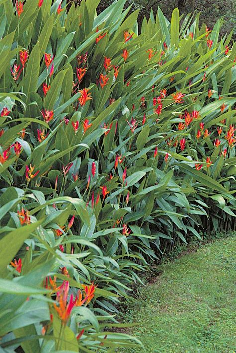 A hedge of ornamental ginger produces colorful spikes of clustered blooms continuously under tropical and sub-tropical conditions. In cooler climates, grow ginger during warm months in containers that may be moved indoors during fall, winter, and early spring. Air and soil temperatures must remain above 60°F (16°C) for flowers to develop, bud, and bloom. Copyright ©2004 by Dolezal & Associates. All Rights Reserved. grownbyyou.com Ginger Plant Flower, Garden Jungle, Tropical Gardening, Beach House Garden, Hawaiian Gardens, Balinese Garden, Tropical Landscape Design, Coastal Garden, Ginger Plant