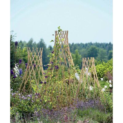 Wood Trellis Ideas, Trellis Ideas Garden, Twig Trellis, Expanding Trellis, Teepee Trellis, Growing Green Beans, Rose Garden Landscape, Bamboo Stakes, Vine Trellis