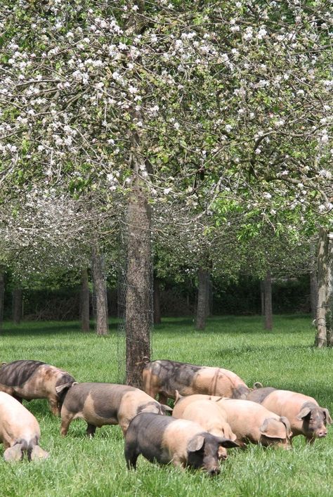 Saddleback pigs in the orchard Raising Pigs, Pig Farm, Natural Pond, Farm Business, Backyard Flowers, Farm Lifestyle, Pig Farming, Natural Swimming Pool, Farm Stuff