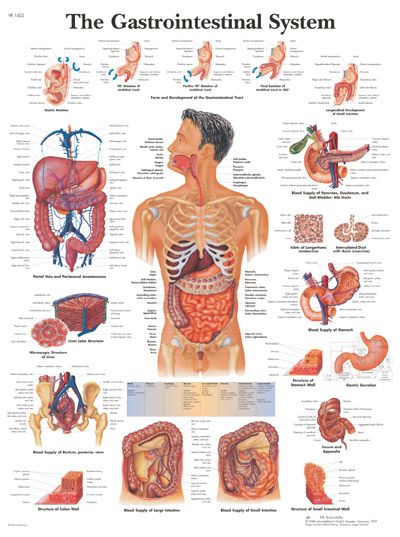 The Gastrointestinal System Human Anatomy Chart, Medical Poster, Human Body Organs, Gastrointestinal System, Basic Anatomy And Physiology, Medical Posters, Human Body Parts, Human Body Anatomy, Medical School Studying