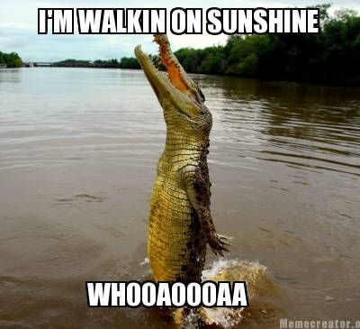 Walking on sunshine..... Animal Captions, Funny Animals With Captions, Walking On Sunshine, Silky Terrier, Funny Animal Quotes, Funny Captions, To Infinity And Beyond, Funny Animal Memes, Picture Captions