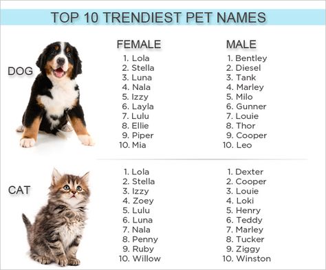 On trend. Cool cats are being named Ziggy & Ruby...purr-ty awesome! Good Boy Dog Names, Kitten Names Boy, Boy Puppy Names, Pet Names For Dogs, Boy Cat Names, Cute Pet Names, Boy Dog Names, Cute Cat Names, Best Dog Names