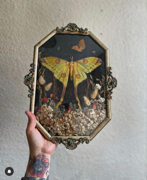 Butterfly House Decor, Bug Home Decor, Moth Taxidermy Decor, Bug Pinning Display, Moth Frame, Pinned Bugs, Painted Glass Frame, Framed Bugs, Framed Moth