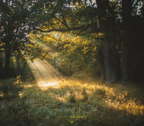 Yellow Forest Aesthetic, Sunshine Forest, 숲 사진, Forest Nature, Nature Aesthetic, Pretty Places, Green Aesthetic, Nature Pictures, Pretty Pictures