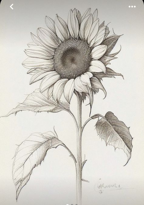 Sunflower Botanical Illustration, Sunflower Pencil Drawing, Sunflower Line Drawing, Sunflowers Drawing, Sunflower Drawings, Sunflower Outline, Sunflower Sketch, Realistic Flower Drawing, Sunflower Sketches