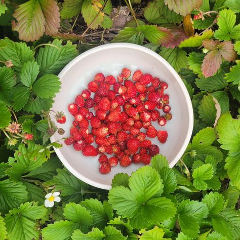 It's October and the alpine strawberry plants are still giving us strawberries 🥲 . . . #alpinestrawberries #garden #gardenmagic #strawberries #strawberry #homestead #fall Alpine Strawberry, Alpine Strawberries, Strawberry Plants, Strawberries, Plants, Quick Saves