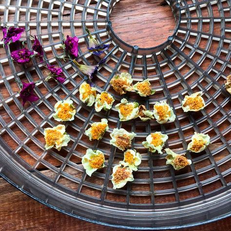 10 Unusual Ways to Use Your Food Dehydrator Dehydrator Flowers, Dehydrating Flowers In Dehydrator, Healthy Dehydrator Recipes, Uses For Dehydrator, Best Dehydrator Recipes, Magic Mill Dehydrator Recipes, Dehydrate Flowers, Food Dehydrator Ideas, Dehydrator Crafts