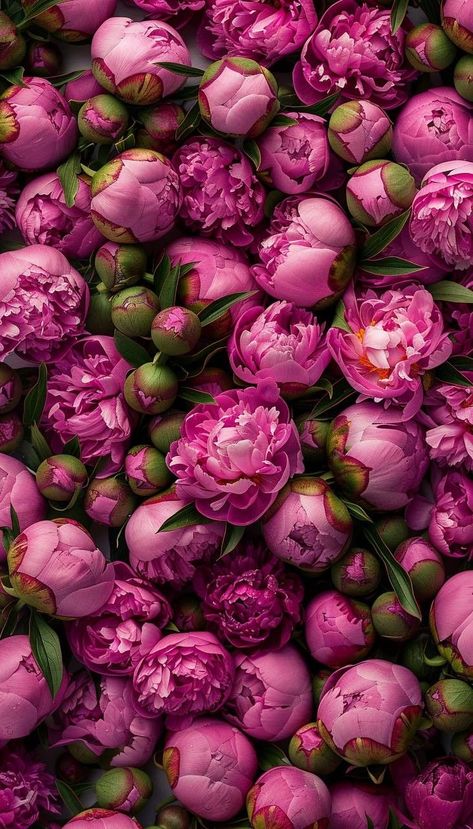 Peonies And Hydrangeas, Peony Wallpaper, Floral Wallpaper Iphone, Floral Wallpaper Phone, Pretty Phone Wallpaper, Nothing But Flowers, Flower Therapy, Flower Phone Wallpaper, Flower Prints Art