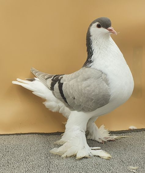 Lahore Pigeon, Pet Pigeon, Cute Pigeon, Pigeon Breeds, Scary Dogs, Cute Rats, Cool Animals, Types Of Animals, Pretty Animals