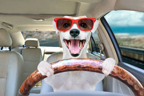 Dog Driving Car, Cute Labrador Puppies, Dog Driving, Car Funny, Pedigree Dog, Stud Dog, Driving Car, Dog Brain, Jack Russel