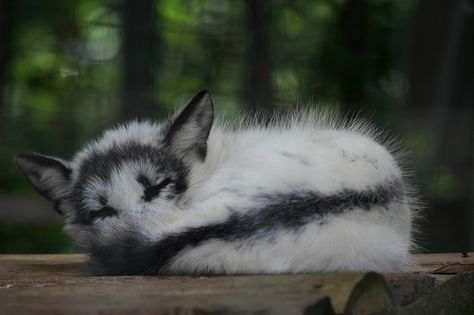 Sleeping Arctic Fox 2 | Flickr - Photo Sharing! Marble Fox Photography, Fantastic Fox, Fabulous Fox, Fox Photography, Fox Sake, Nature Tour, Pet Fox, Arctic Fox, Animal Pics